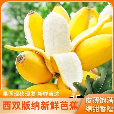 云南西双版纳野生芭蕉小米蕉新鲜水果香甜软糯包邮非香蕉