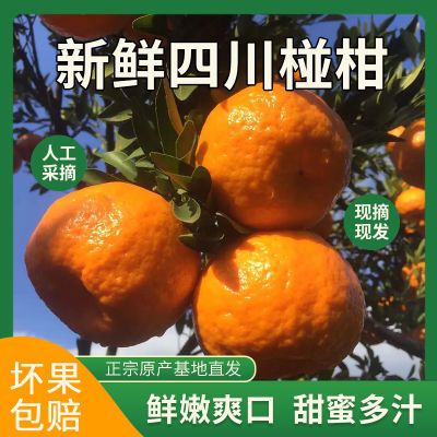 四川椪柑正宗蘆柑桔子橘子新鮮當季孕婦水果現摘農家自種5斤包郵