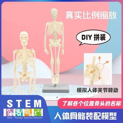 人体仿真骨架骨骼儿童医学早教DIY组装解剖结构模型科教类玩具