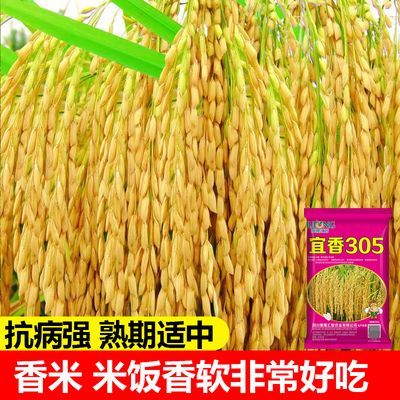 宜香305水稻种子优质种子杂交高产谷子香稻抗病抗倒高产杂交原装