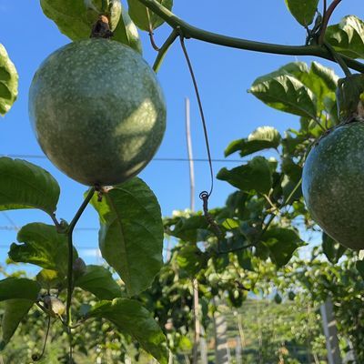 皱皮黄金果大量出售9号清香百香果