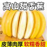 云南高山香蕉1斤/5斤/10斤新鲜水果整箱批发包邮自然熟薄皮香蕉