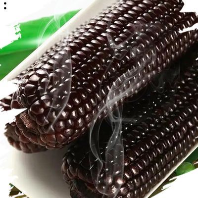 黑糯玉米早餐粗粮玉米穗有机玉米棒一箱黑糯玉米批发无添加【7天内发货】