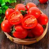 圣女果薄皮小番茄新鲜蔬菜西红柿5斤当季水果有机小柿子整箱