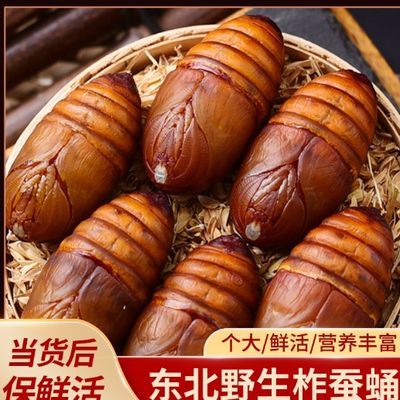 东北大蚕蛹茧蛹鲜活蝉蛹高蛋白包邮东北野生大蚕蛹现割现发