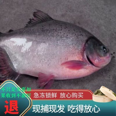 大号鲳鱼红鲳鱼冰鲜新鲜鲜活 捕捞冷冻锁鲜极速发货包邮整箱4条