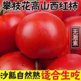 【10斤沙瓤西红柿新鲜生吃】四川攀枝花番茄现摘批发5斤/1斤