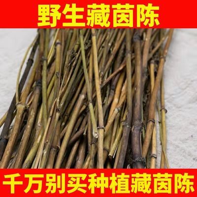 西藏野生藏茵陈正宗臧茵陈天然赶黄草肝火旺藏区茵陈茶正品中药材