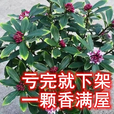 新品【买过都说好】金边瑞香浓香金耐寒盆景绿植盆栽室内老桩正品