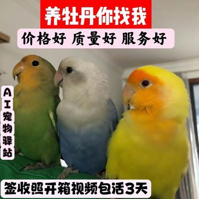 手养牡丹鹦鹉黄桃绿桃日本雏鸟紫罗兰幼小鸟说话活鸟宠物亲人现货