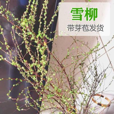 云南鲜枝雪柳鲜枝水养鲜花客厅摆放花泡水开花干枝雪柳花卉水养