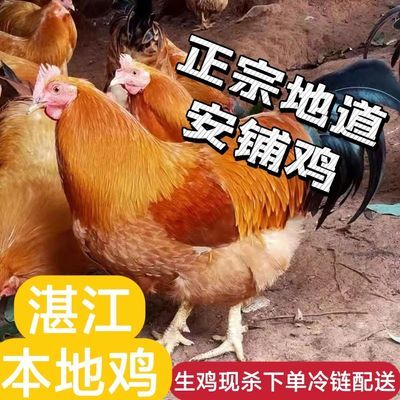 湛江安铺阉鸡走地白切鸡整只现杀农家散养母鸡新鲜扇鸡土阉鸡