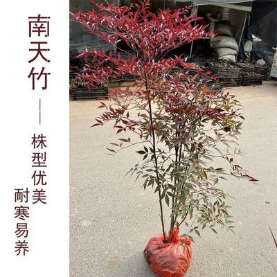 南天竹火焰红老桩庭院室外绿植北方耐寒四季绿化植物室外树苗室外