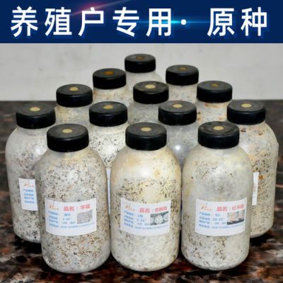 原种平菇二级蘑菇栽培种菌包食用家庭菇农专用批发种植栽培生产种