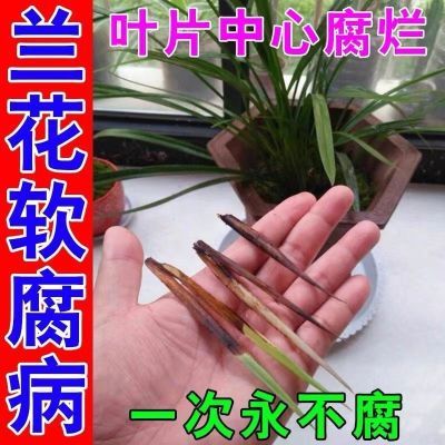 【兰花专用杀菌药】兰花软腐根腐病烂根枯叶黑斑病细菌病毒病全治