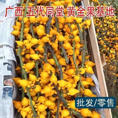 广西五代同堂黄金果乳茄,可爱喜庆装饰自家基地种植源现剪现发