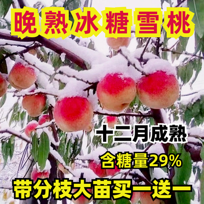 桃树苗超甜雪桃正宗嫁接地载盆栽南方北方种植晚熟雪桃桃当年结果