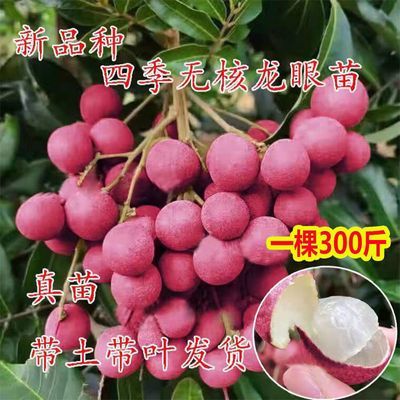 新品种1棵300斤无核龙眼苗嫁接石硖储良四季龙眼桂圆苗红皮龙