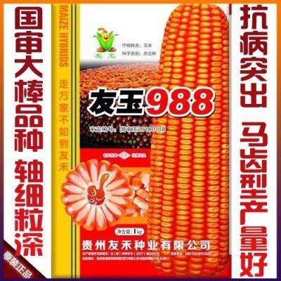 友玉988高产杂交玉米种子马齿型玉米云贵川高产包谷种子黄玉米种