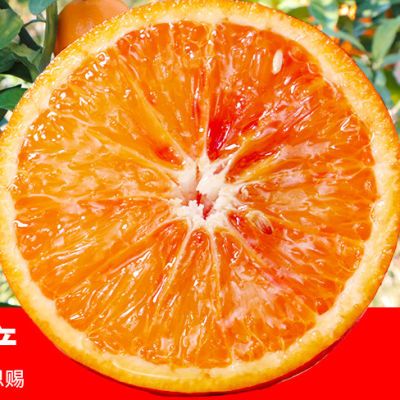 四川塔羅科血橙現摘現發包郵手剝甜橙雪橙中華紅心橙當季新鮮水果【10天內發貨】