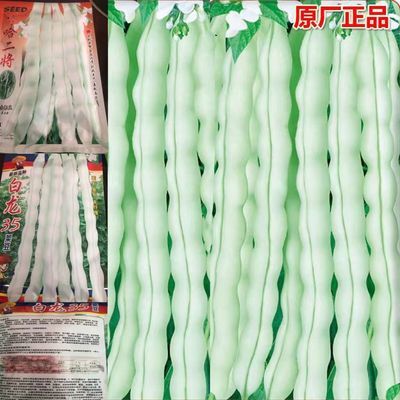 白不老豆角架豆角原装全白棒春季蔬菜种子大全四季豆新鲜种子