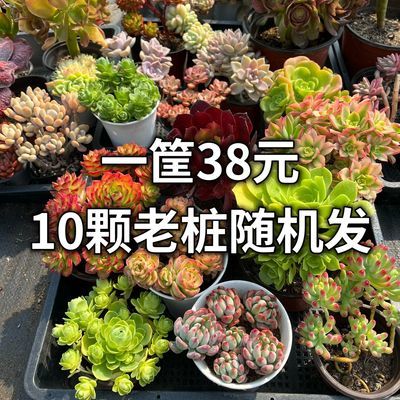 【清棚促销】一筐8种大颗老桩多肉超大巨划算适好养组合盆栽新手