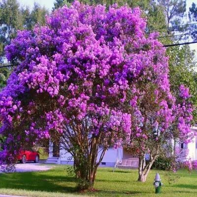 别墅紫薇红火箭紫薇百日红南北方庭院种植四季绿化工程苗木观赏树