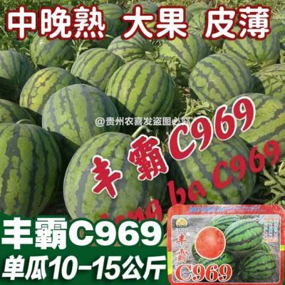 丰霸C969大果圆瓜种子少籽无籽瓜中晚熟超甜西瓜基地大红瓤西瓜种