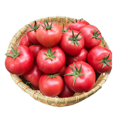 【沙瓤西红柿新鲜生吃】攀枝花大番茄水果自然熟批发带箱10斤1