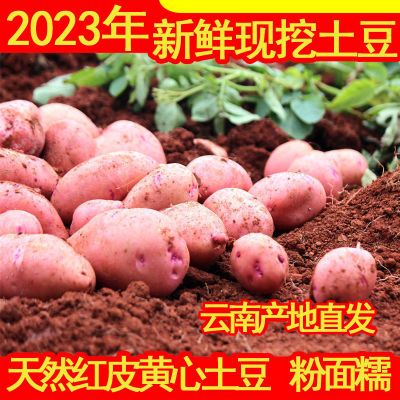 2022年云南高原新鲜现挖红皮黄心土豆5斤10斤洋芋马铃薯老品种2斤