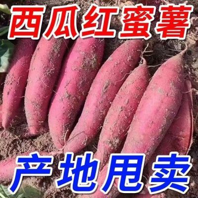 西瓜红红薯一整箱红皮5斤/10斤【7天内发货】