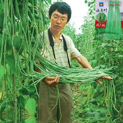三尺特长豆角种子无筋高产豇豆四季早熟蔬菜抗虫抗病豇豆种子大全