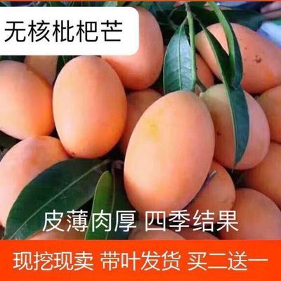 新品种嫁接苗无核枇杷嫁接南北果树苗盆栽地栽枇杷芒贵七芒果