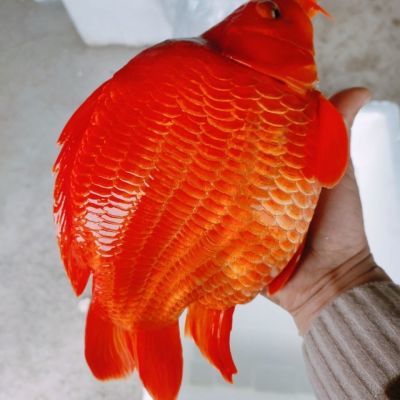 冷水观赏鱼中国红冷水婺源荷包红鲤鱼耐寒冷水观赏鱼中国红耐活，