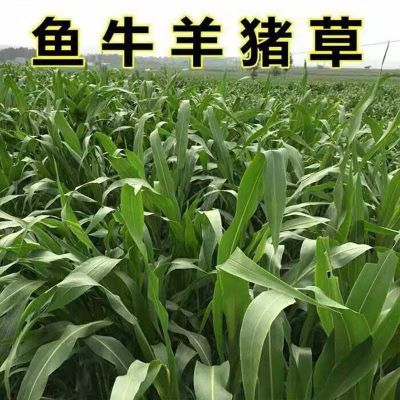 无毛大叶甜象草3号四季牧草种子鸡鸭夏季中华喂猪牛养鱼专用草种