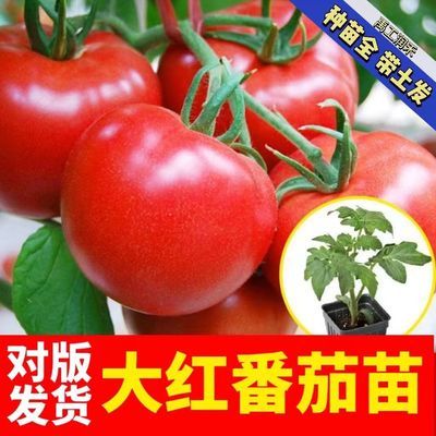 高产早熟大红番茄苗西红柿秧苗四季阳台庭院盆栽蔬菜籽种圣女果