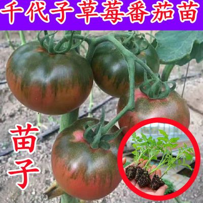 铁皮绿腚草莓柿子苗水果番茄脆甜丹东西红柿口感番茄种子籽苗孑