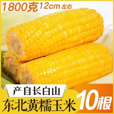 长白山黄糯玉米10根0添加自有农场低卡真空包装罐头