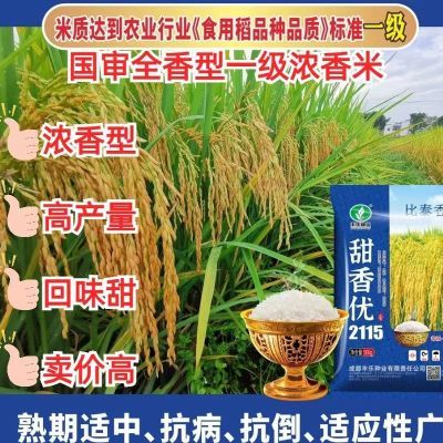甜香优2115高产杂交水稻种子一级香米长粒浓香型优质水稻种子稻种