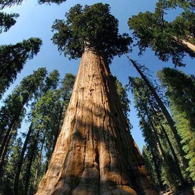 美国巨杉种子 北美红杉种子 世界爷 名贵木材树种子 云杉 银杉松