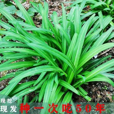 贵州特产正宗野生宽叶韭菜根观音石韭菜四季蔬菜大叶韭菜阳台可种【3天内发货】