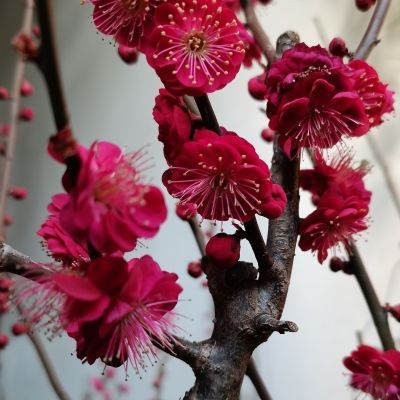 乌梅 乌羽玉 最红梅花品种,原生扦插大苗 耐寒正品保真