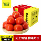 【绿行者】透心红番茄畅享5斤小西红柿新鲜蔬菜儿童生吃多汁水果