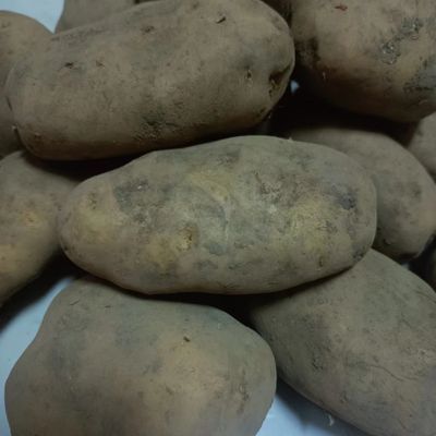 贵州洋芋土豆威宁洋芋农家种植黄皮黄心洋芋土豆带泥发货