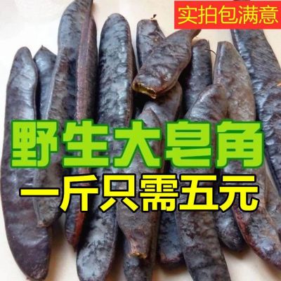 野生大皂角 野生长皂角皂荚 晒干皂角皂角洗头 皂角批发