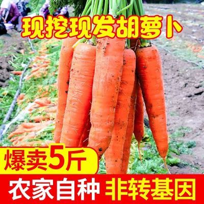 【高品质】农家自种胡萝卜5/9斤新鲜现挖新鲜蔬菜水果红萝卜批发