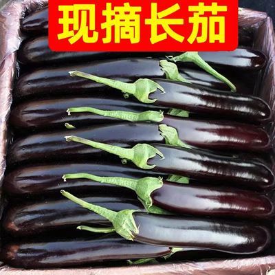 【高品质】新鲜长茄子3/5斤紫茄子农家自种长线茄子圆茄蔬菜包邮