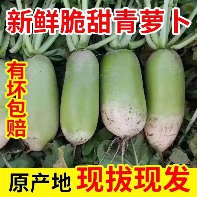 【高品质】5/9斤水果萝卜新鲜正宗潍坊青萝卜甜脆水果型沙窝萝卜