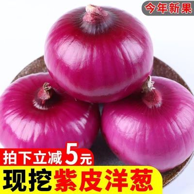 【高品质】2024年新鲜紫红皮洋葱5/9斤洋葱现挖洋葱圆葱头批发