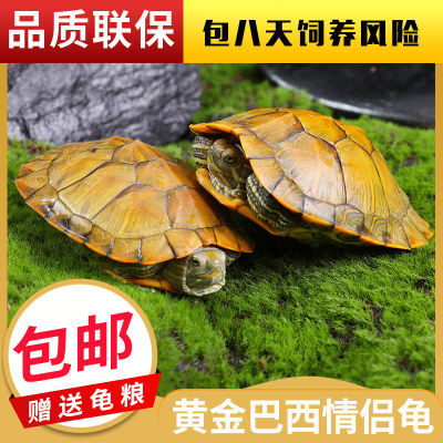 【送龟粮】巴西龟大小乌龟观赏乌龟活物家养公宠物龟超大批发